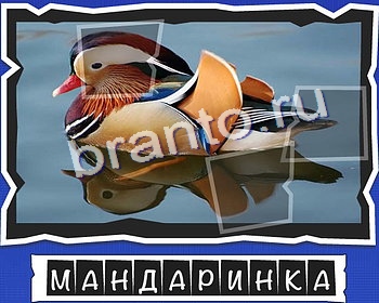 ВспомниЛось Птицы игра ответы ВК Уровень 23