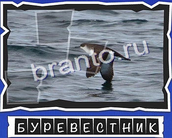 ВспомниЛось Птицы игра подсказки Уровень 24