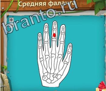 ответы на игру Загадочный остров вконтакте уровень 167 средняя фаланга
