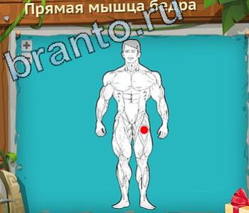 ответы на игру Загадочный остров уровень 191 прямая мышца бедра