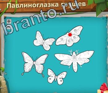 ответы на игру Загадочный остров уровень 194 павлиноглазка грушевая