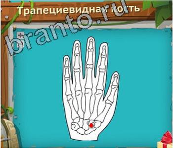 ответы на игру Загадочный остров в контакте уровень 205 трапециевидная кость