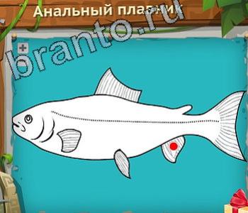 игра Загадочный остров відповіді в контакте уровень 211 анальный плавник