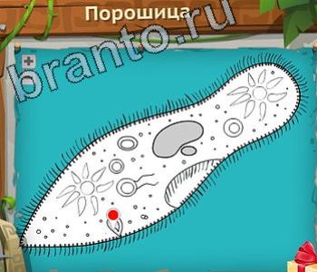 ответы на игру Загадочный остров в Одноклассниках уровень 229 порощица