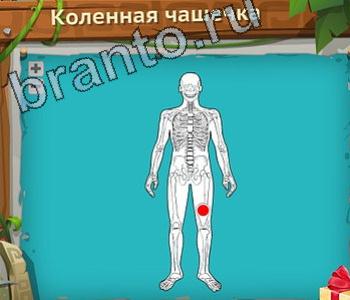 помощь на игру Загадочный остров уровень 233 коленная чашечка