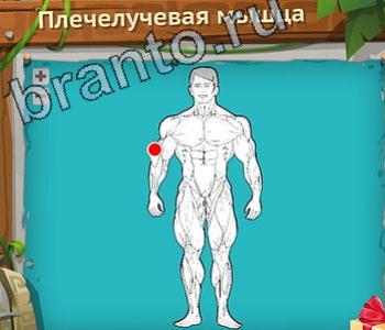 ответы на игру Загадочный остров уровень 237 плечелучевая мышца