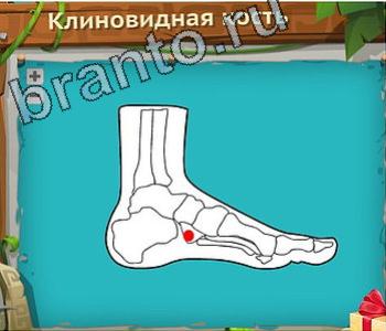 ответы приложение Загадочный остров уровень 245 клиновидная кость