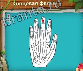 ответы на игру Загадочный остров уровень 251 концевая фаланга