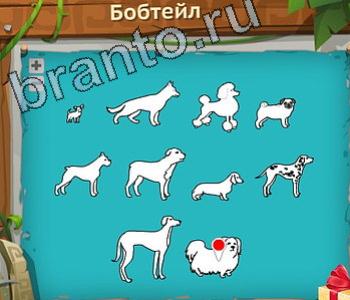 Загадочный остров ответ на уровень 290 собака бобтейл