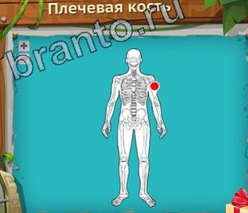 ответы на игру Загадочный остров уровень 293 плечевая кость