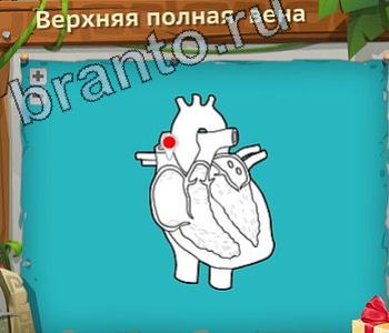 Загадочный остров ответы уровень 297 верхняя полая вена