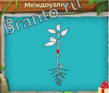 Загадочный остров ответ на уровень 340 косые мышцы живота