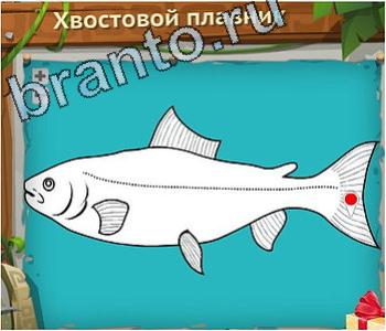 Загадочный остров ответ на уровень 490 косые мышцы живота