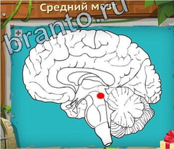 ответы на игру Загадочный остров уровень 494 дева