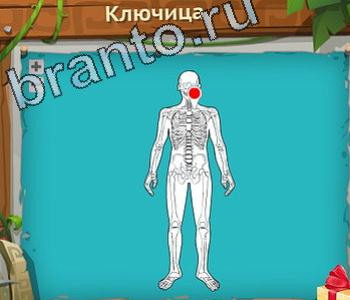 ответы на игру Загадочный остров уровень 499 руль нижняя полая вена сердца