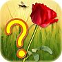 Игра Угадай цветок ответы android iOS